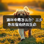 猫咪中毒怎么办？三步急救指南拯救生命（图3）