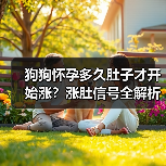 狗狗怀孕多久肚子才开始涨？涨肚信号全解析（图1）