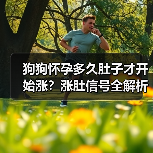 狗狗怀孕多久肚子才开始涨？涨肚信号全解析（图4）