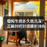 母狗生后多久能洗澡？正确时间对健康影响有多大（图2）