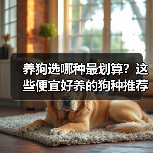 养狗选哪种最划算？这些便宜好养的狗种推荐（图4）