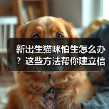 新出生猫咪怕生怎么办？这些方法帮你建立信任（图3）