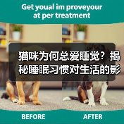 猫咪为何总爱睡觉？揭秘睡眠习惯对生活的影响（图3）