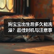 狗宝宝出生后多久能洗澡？最佳时机与注意事项（图3）
