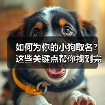如何为你的小狗取名？这些关键点帮你找到完美名字（图2）