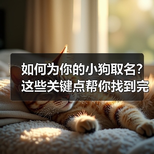 如何为你的小狗取名？这些关键点帮你找到完美名字（图4）