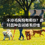 不掉毛狗狗有哪些？选对品种告别掉毛烦恼（图2）