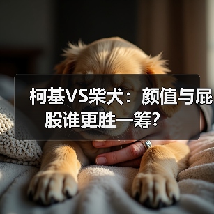 柯基VS柴犬：颜值与屁股谁更胜一筹？（图4）