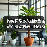 狗狗怀孕多久能摸到胎动？胎动触感与胚胎发育阶段详解（图2）
