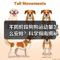 不同阶段狗狗运动量怎么安排？科学指南揭秘（图2）
