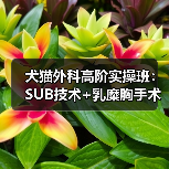 犬猫外科高阶实操班：SUB技术+乳糜胸手术全掌握！（图3）