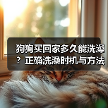 狗狗买回家多久能洗澡？正确洗澡时机与方法全解析（图2）