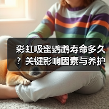彩虹吸蜜鹦鹉寿命多久？关键影响因素与养护建议（图3）