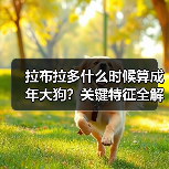 拉布拉多什么时候算成年大狗？关键特征全解析（图2）