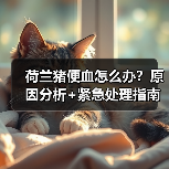 荷兰猪便血怎么办？原因分析+紧急处理指南（图2）
