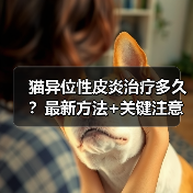 猫异位性皮炎治疗多久？最新方法+关键注意事项全解析（图1）