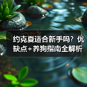 约克夏适合新手吗？优缺点+养狗指南全解析（图1）