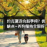 约克夏适合新手吗？优缺点+养狗指南全解析（图4）