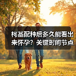 柯基配种后多久能看出来怀孕？关键时间节点与征兆全解析（图3）