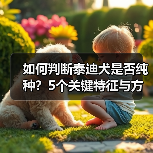 如何判断泰迪犬是否纯种？5个关键特征与方法详解（图4）