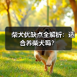 柴犬养宠物优缺点分析：适合家庭的忠诚伴侣还是需耐心的挑食者？