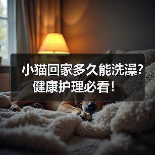 小猫回家多久能洗澡？健康护理必看！（图1）