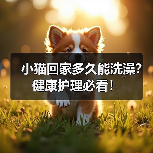 小猫回家多久能洗澡？健康护理必看！（图4）