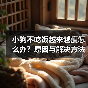 小狗不吃饭越来越瘦怎么办？原因与解决方法全解析（图2）