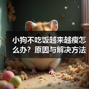 小狗不吃饭越来越瘦怎么办？原因与解决方法全解析（图4）