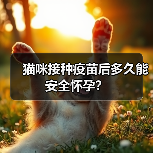 猫咪接种疫苗后多久能安全怀孕？（图3）