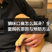 猫咪口臭怎么解决？全面解析原因与预防方法（图3）