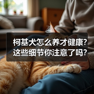 柯基犬怎么养才健康？这些细节你注意了吗？
