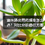 猫咪肠炎用药频率怎么选？对比分析最佳方案（图4）