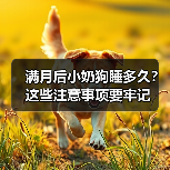 小奶狗满月后怎么睡才能健康？