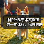 中阶外科手术实操班一猫一狗体验，提升临床技能！（图4）