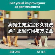 狗狗生完宝宝多久能洗澡？正确时间与方法全解析（图2）
