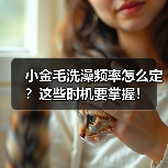 小金毛洗澡频率怎么定？这些时机要掌握！