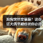 狗狗突然变暴躁？这些狂犬病早期症状你必须知道（图3）