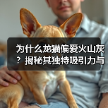 为什么龙猫偏爱火山灰？揭秘其独特吸引力与健康优势