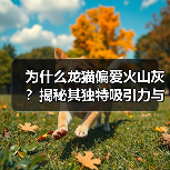 为什么龙猫偏爱火山灰？揭秘其独特吸引力与健康优势（图3）