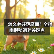 怎么养好萨摩耶？全指南揭秘饲养关键点（图2）