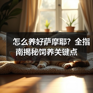 怎么养好萨摩耶？全指南揭秘饲养关键点