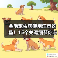 金毛驱虫药使用注意这些！15个关键细节你必须知道（图4）