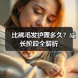比熊毛发护理多久？成长阶段全解析（图3）