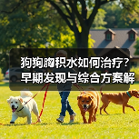 狗狗胸积水如何治疗？早期发现与综合方案解析（图3）