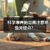 科学喂养鹩哥需注意哪些关键点？（图4）
