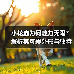 小花猫为何魅力无限？解析其可爱外形与独特个性