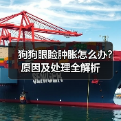 狗狗眼睑肿胀怎么办？原因及处理全解析