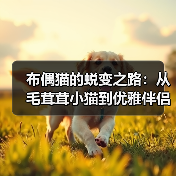 布偶猫如何从毛茸茸小猫蜕变成优雅伴侣？