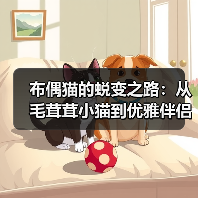 布偶猫的蜕变之路：从毛茸茸小猫到优雅伴侣的奇妙旅程（图4）